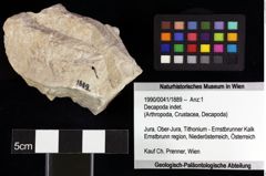 Foto (Objket + Etiketten) von Longodromites excisus (von Meyer, 1857) 